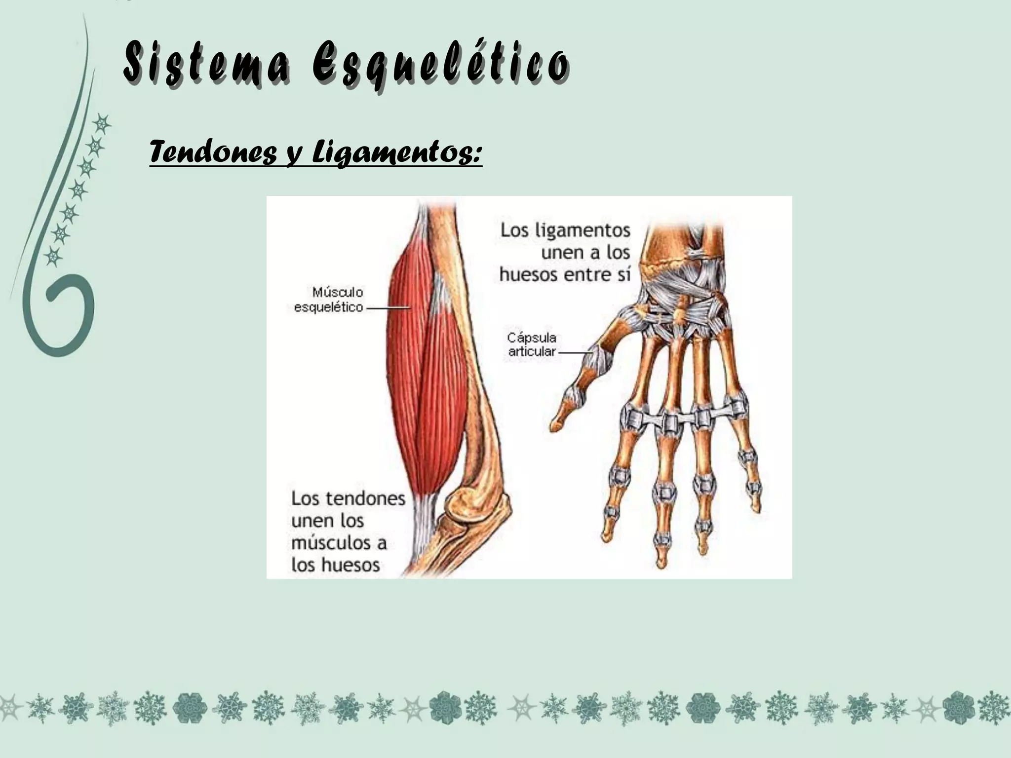 Tendones y Ligamentos: