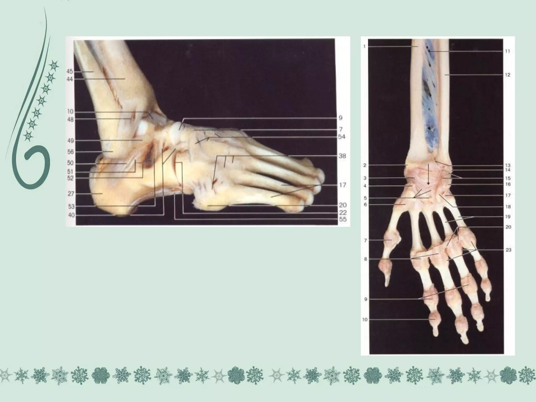 Sistema esquelético