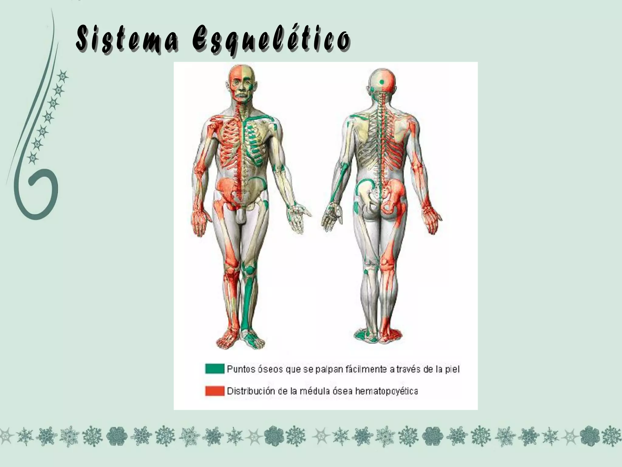 Sistema esquelético