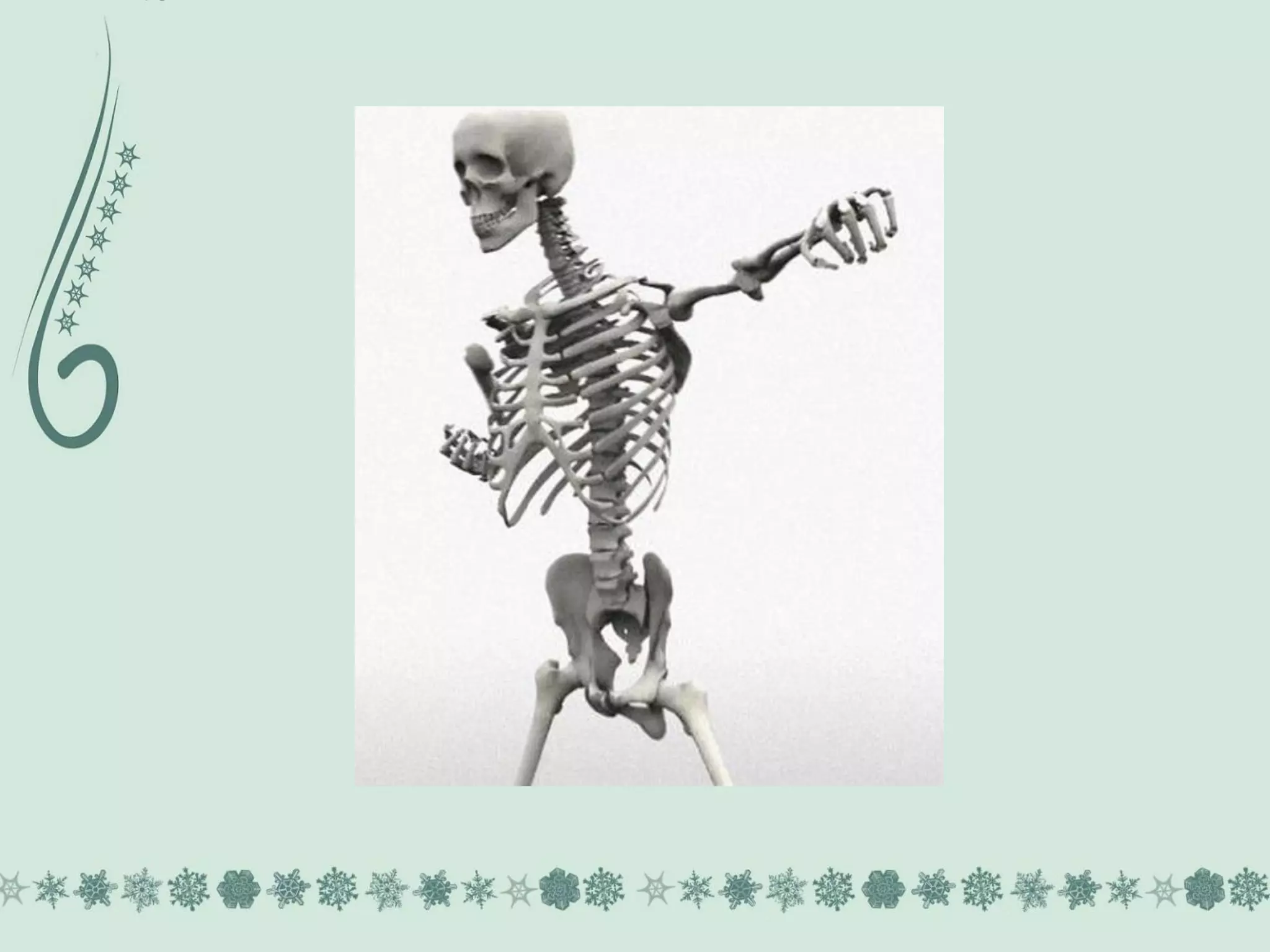 Sistema esquelético