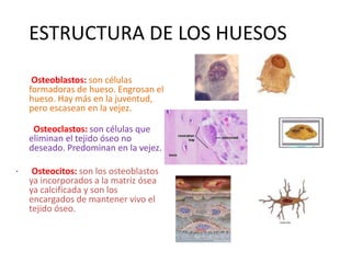 ESTRUCTURA DE LOS HUESOS
Osteoblastos: son células
formadoras de hueso. Engrosan el
hueso. Hay más en la juventud,
pero escasean en la vejez.
Osteoclastos: son células que
eliminan el tejido óseo no
deseado. Predominan en la vejez.
· Osteocitos: son los osteoblastos
ya incorporados a la matriz ósea
ya calcificada y son los
encargados de mantener vivo el
tejido óseo.
 