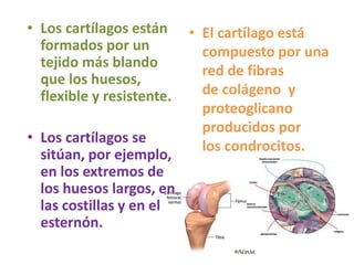 • Los cartílagos están
formados por un
tejido más blando
que los huesos,
flexible y resistente.
• Los cartílagos se
sitúan, por ejemplo,
en los extremos de
los huesos largos, en
las costillas y en el
esternón.
• El cartílago está
compuesto por una
red de fibras
de colágeno y
proteoglicano
producidos por
los condrocitos.
 