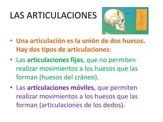 LAS ARTICULACIONES
• Una articulación es la unión de dos huesos.
Hay dos tipos de articulaciones:
• Las articulaciones fijas, que no permiten
realizar movimientos a los huesos que las
forman (huesos del cráneo).
• Las articulaciones móviles, que permiten
realizar movimientos a los huesos que las
forman (articulaciones de los dedos).
 
