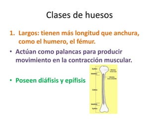 Clases de huesos
1. Largos: tienen más longitud que anchura,
como el humero, el fémur.
• Actúan como palancas para producir
movimiento en la contracción muscular.
• Poseen diáfisis y epífisis
 
