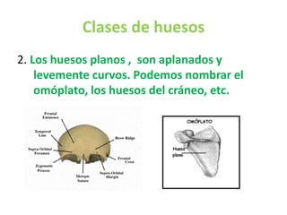 Clases de huesos
2. Los huesos planos , son aplanados y
levemente curvos. Podemos nombrar el
omóplato, los huesos del cráneo, etc.
 