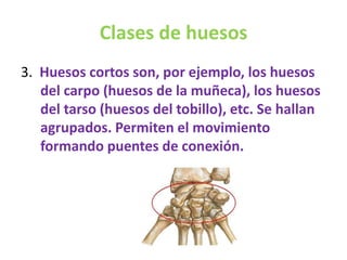 Clases de huesos
3. Huesos cortos son, por ejemplo, los huesos
del carpo (huesos de la muñeca), los huesos
del tarso (huesos del tobillo), etc. Se hallan
agrupados. Permiten el movimiento
formando puentes de conexión.
 