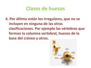 Clases de huesos
4. Por último están los irregulares, que no se
incluyen en ninguna de las otras
clasificaciones. Por ejemplo las vértebras que
forman la columna vertebral, huesos de la
base del cráneo y otros.
 