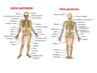 VISTA ANTERIOR Vista posterior
 