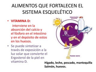 ALIMENTOS QUE FORTALECEN EL
SISTEMA ESQUELÉTICO
• VITAMINA D:
interviene en la
absorción del calcio y
el fósforo en el intestino
y en el depósito de estos
en los huesos.
• Se puede sintetizar a
través de exposición a la
luz solar que convierte el
Ergosterol de la piel en
vitamina D. Hígado, leche, pescado, mantequilla
Salmón, huevos.
 