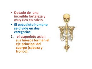 • Dotado de una
increíble fortaleza y
muy rico en calcio.
• El esqueleto humano
se divide en dos
categorías:
1. el esqueleto axial:
sus huesos forman el
eje principal del
cuerpo (cabeza y
tronco).
 