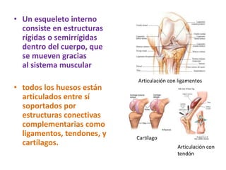 • Un esqueleto interno
consiste en estructuras
rígidas o semirrígidas
dentro del cuerpo, que
se mueven gracias
al sistema muscular
• todos los huesos están
articulados entre sí
soportados por
estructuras conectivas
complementarias como
ligamentos, tendones, y
cartílagos.
Articulación con ligamentos
Articulación con
tendón
Cartílago
 