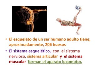 • El esqueleto de un ser humano adulto tiene,
aproximadamente, 206 huesos
• El sistema esquelético, con el sistema
nervioso, sistema articular y el sistema
muscular forman el aparato locomotor.
 