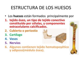 ESTRUCTURA DE LOS HUESOS
• Los huesos están formados principalmente por
1. tejido óseo, un tipo de tejido conectivo
constituido por células, y componentes
extracelulares calcificados.
2. Cubierta o periostio
3. Cartílago
4. Vasos
5. Nervios
6. Algunos contienen tejido hematopoyético
y adiposo(médula ósea).
 