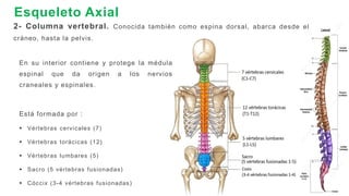 SISTEMA ESQUELÉTICO.pdf