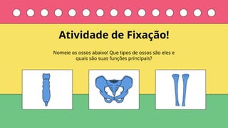 Nomeie os ossos abaixo! Que tipos de ossos são eles e
quais são suas funções principais?
Atividade de Fixação!
 