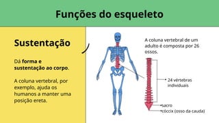 Sustentação
Dá forma e
sustentação ao corpo.
A coluna vertebral, por
exemplo, ajuda os
humanos a manter uma
posição ereta.
cóccix (osso da cauda)
Funções do esqueleto
A coluna vertebral de um
adulto é composta por 26
ossos.
sacro
24 vértebras
individuais
 