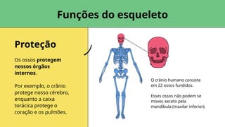 Proteção
Funções do esqueleto
O crânio humano consiste
em 22 ossos fundidos.
Esses ossos não podem se
mover, exceto pela
mandíbula (maxilar inferior).
Os ossos protegem
nossos órgãos
internos.
Por exemplo, o crânio
protege nosso cérebro,
enquanto a caixa
torácica protege o
coração e os pulmões.
 