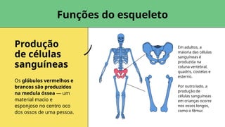 Produção
de células
sanguíneas
Funções do esqueleto
Em adultos, a
maioria das células
sanguíneas é
produzida na
coluna vertebral,
quadris, costelas e
esterno.
Por outro lado, a
produção de
células sanguíneas
em crianças ocorre
nos ossos longos,
como o fêmur.
Os glóbulos vermelhos e
brancos são produzidos
na medula óssea — um
material macio e
esponjoso no centro oco
dos ossos de uma pessoa.
 