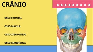 OSSO FRONTAL
OSSO MAXILA
OSSO ZIGOMÁTICO
OSSO MANDÍBULA
CRÂNIO
 