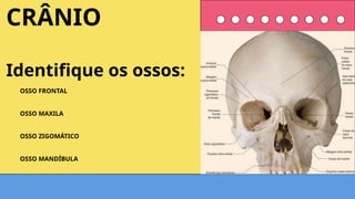 OSSO FRONTAL
OSSO MAXILA
OSSO ZIGOMÁTICO
OSSO MANDÍBULA
CRÂNIO
Identifique os ossos:
 