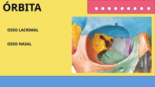 OSSO LACRIMAL
OSSO NASAL
ÓRBITA
 