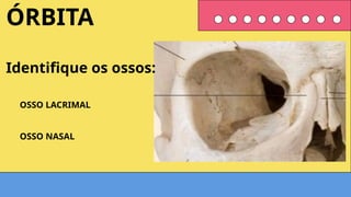 OSSO LACRIMAL
OSSO NASAL
ÓRBITA
Identifique os ossos:
 