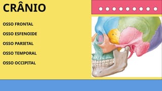 OSSO FRONTAL
OSSO ESFENOIDE
OSSO PARIETAL
OSSO TEMPORAL
OSSO OCCIPITAL
CRÂNIO
 
