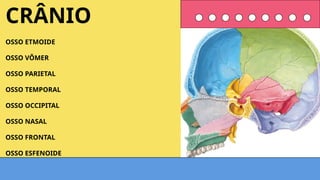 OSSO ETMOIDE
OSSO VÔMER
OSSO PARIETAL
OSSO TEMPORAL
OSSO OCCIPITAL
OSSO NASAL
OSSO FRONTAL
OSSO ESFENOIDE
CRÂNIO
 