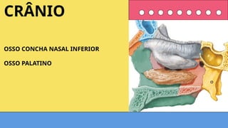 OSSO CONCHA NASAL INFERIOR
OSSO PALATINO
CRÂNIO
 