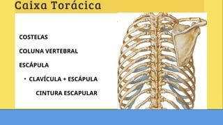 COSTELAS
COLUNA VERTEBRAL
ESCÁPULA
• CLAVÍCULA + ESCÁPULA
CINTURA ESCAPULAR
 