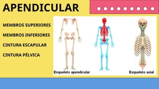 MEMBROS SUPERIORES
MEMBROS INFERIORES
CINTURA ESCAPULAR
CINTURA PÉLVICA
APENDICULAR
 