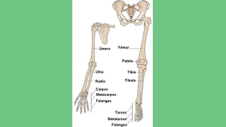 Sistema Esquelético.pptxxxxxxxxxxxxxxxxxxx