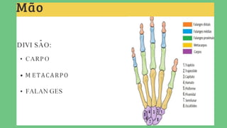 Sistema Esquelético.pptxxxxxxxxxxxxxxxxxxx