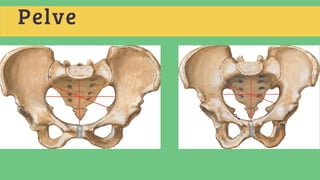 Sistema Esquelético.pptxxxxxxxxxxxxxxxxxxx