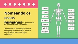 Você consegue apontar a quais ossos
os nomes listados se referem?
Tente fazer isso por conta própria
sem pesquisar em outras fontes e
veja quantos você consegue
identificar.
crânio
costelas
úmero
rádio
ulna
pélvis
fêmur
tíbia
fíbula
coluna
escápula
esterno
patela
Nomeando os
ossos
humanos
 