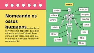 crânio
costelas
úmero
rádio
ulna
pélvis
fêmur
tíbia
fíbula
coluna escápula
esterno
patela
Gabarito
Você sabia que os ossos também
servem como depósitos para dois
minerais: cálcio e fósforo? Esses
minerais são essenciais para que
os nervos e as células funcionem
corretamente.
Nomeando os
ossos
humanos
 
