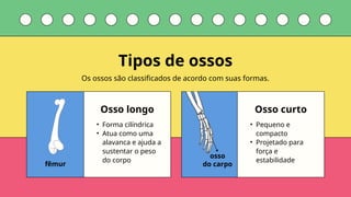 osso
do carpo
Os ossos são classificados de acordo com suas formas.
Tipos de ossos
fêmur
Osso longo Osso curto
• Forma cilíndrica
• Atua como uma
alavanca e ajuda a
sustentar o peso
do corpo
• Pequeno e
compacto
• Projetado para
força e
estabilidade
 