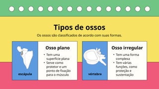 escápula vértebra
Osso plano Osso irregular
• Tem uma
superfície plana
• Serve como
protetor e um
ponto de fixação
para o músculo
• Tem uma forma
complexa
• Tem várias
funções, como
proteção e
sustentação
Os ossos são classificados de acordo com suas formas.
Tipos de ossos
 
