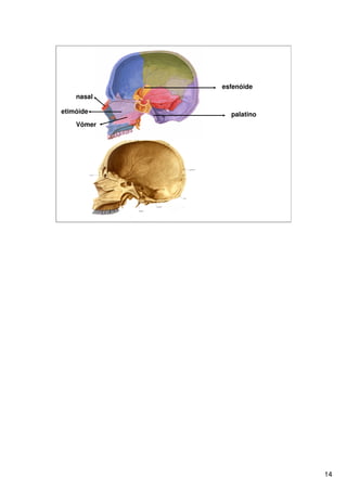 Sistema Esquelético 1