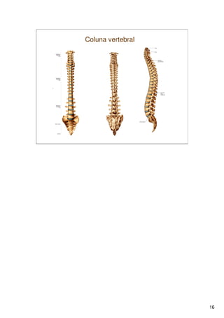 Sistema Esquelético 1