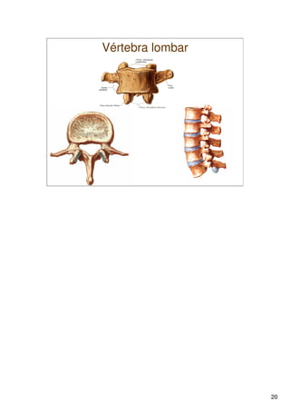 Sistema Esquelético 1