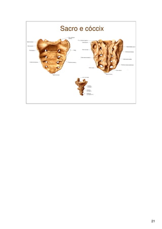 Sistema Esquelético 1