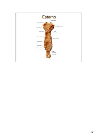 Sistema Esquelético 1