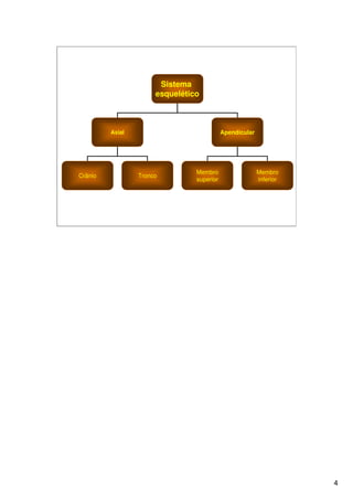 Sistema Esquelético 1