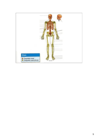 Sistema Esquelético 1