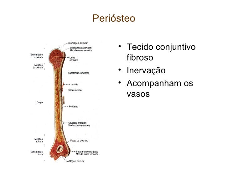 Mapa de estudo tecido ósseo Anatomia Sistêmica