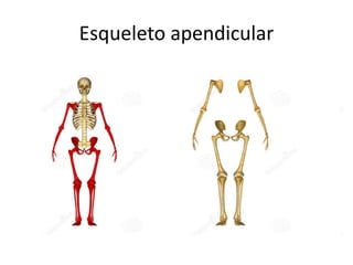 Esqueleto apendicular
 