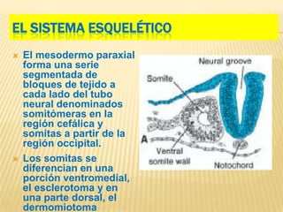EL SISTEMA ESQUELÉTICO
   El mesodermo paraxial
    forma una serie
    segmentada de
    bloques de tejido a
    cada lado del tubo
    neural denominados
    somitómeras en la
    región cefálica y
    somitas a partir de la
    región occipital.
   Los somitas se
    diferencian en una
    porción ventromedial,
    el esclerotoma y en
    una parte dorsal, el
    dermomiotoma
 