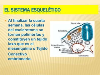 EL SISTEMA ESQUELÉTICO

   Al ﬁnalizar la cuarta
    semana, las células
    del esclerotoma se
    tornan polimórfas y
    constituyen un tejido
    laxo que es el
    mesénquima o Tejido
    Conectivo
    embrionario.
 