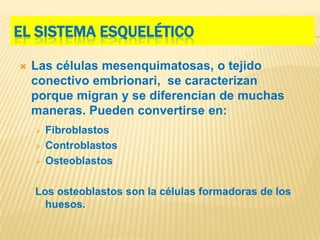 EL SISTEMA ESQUELÉTICO

   Las células mesenquimatosas, o tejido
    conectivo embrionari, se caracterizan
    porque migran y se diferencian de muchas
    maneras. Pueden convertirse en:
       Fibroblastos
       Controblastos
       Osteoblastos

    Los osteoblastos son la células formadoras de los
      huesos.
 